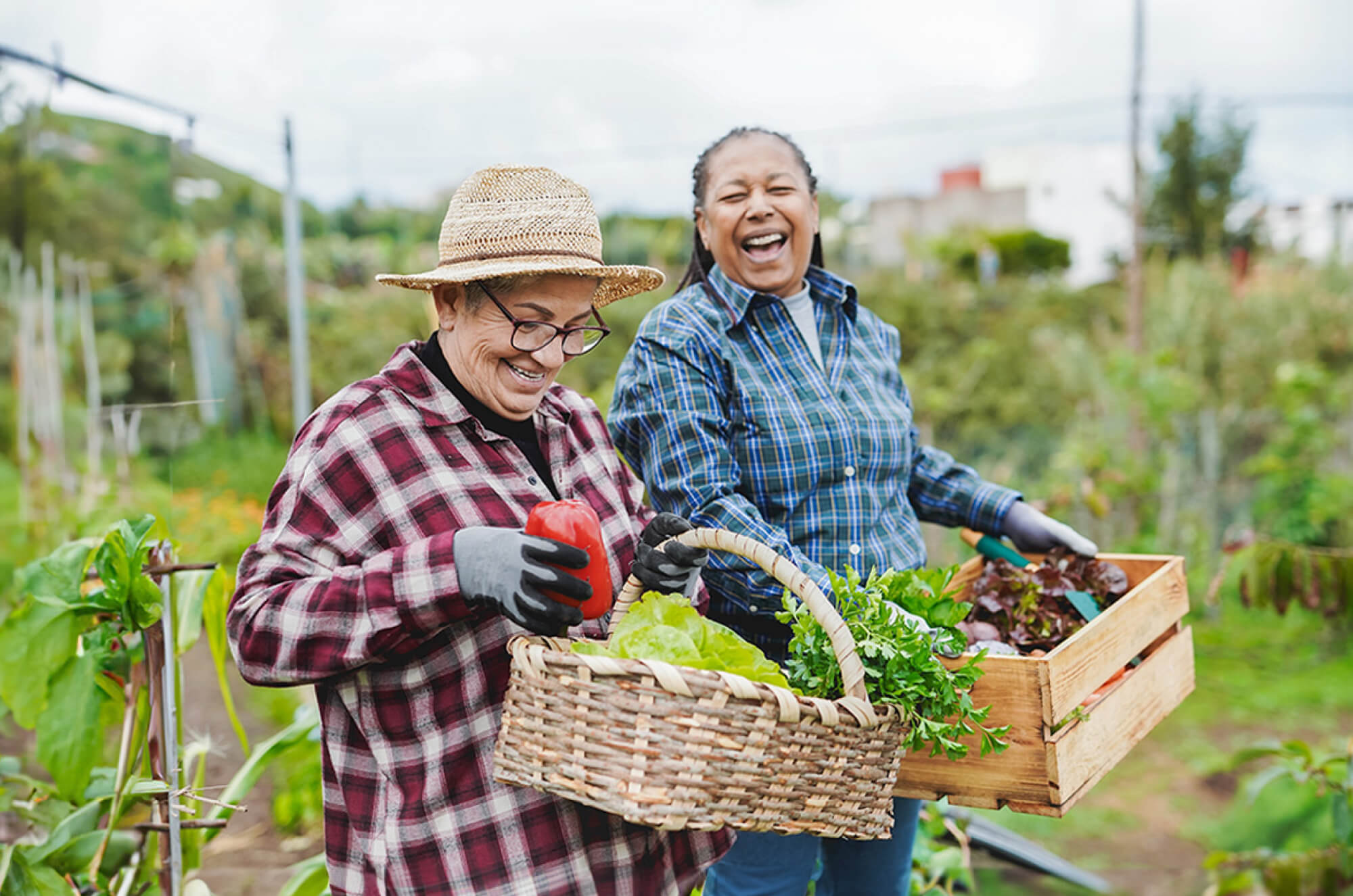 two people gathering vegetables